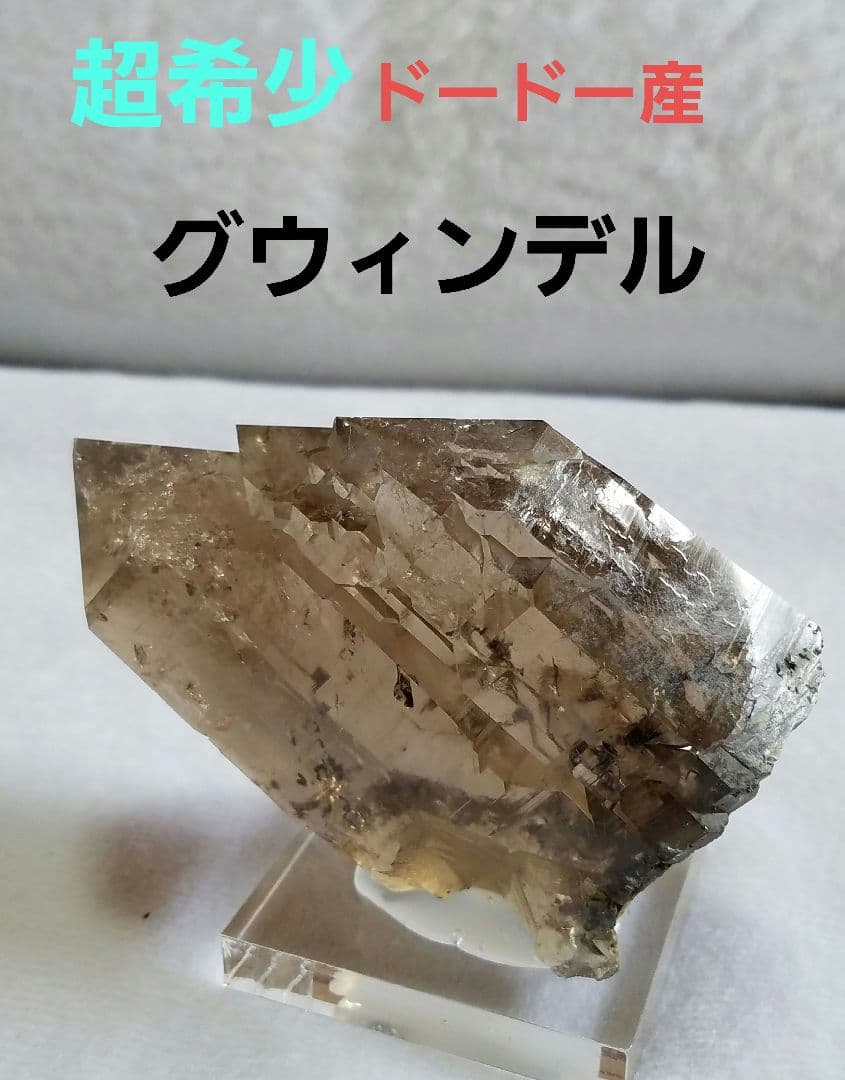 ドードー産グウィンデルNo1260