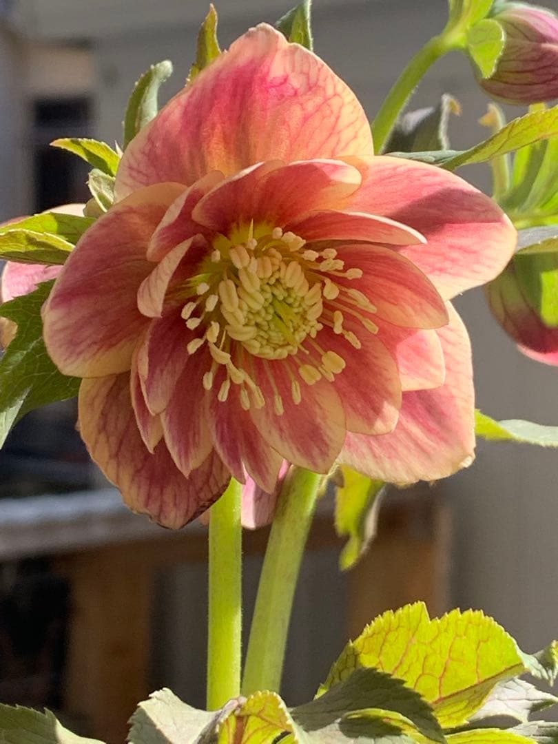 クリスマスローズ 極上 認定ソレイユ 数量限定‼️ ①