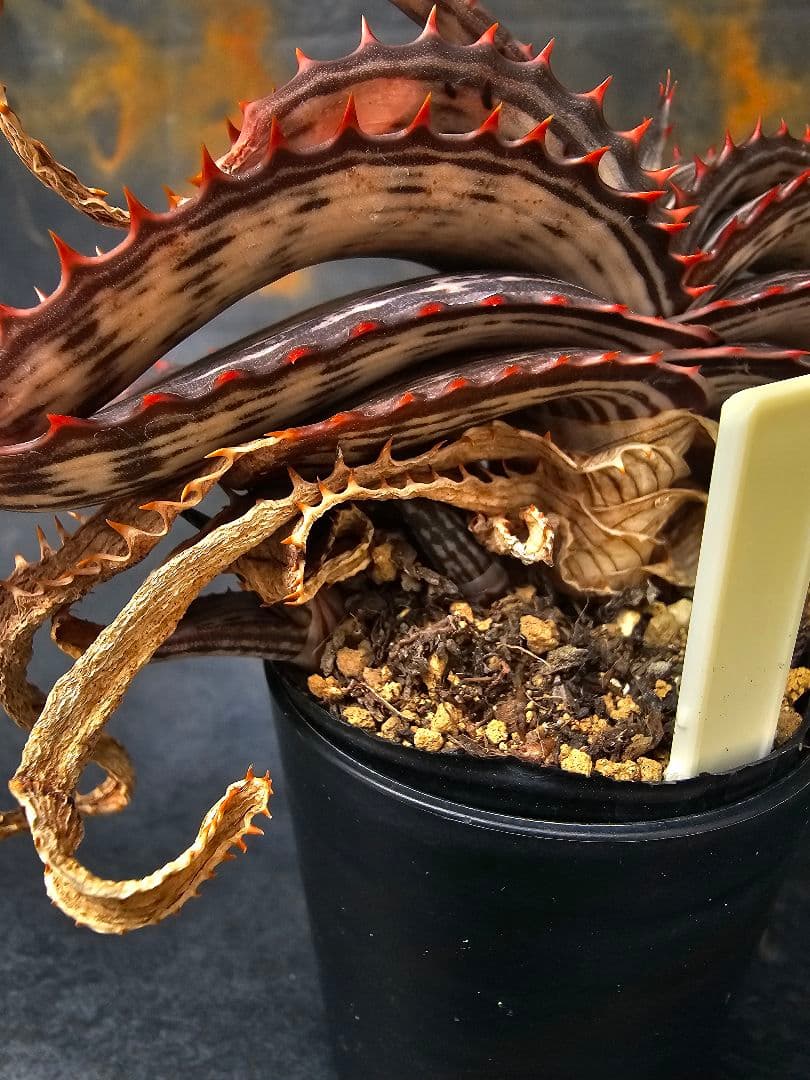 ハオルチア・アロエ Aloe branddraaiensis