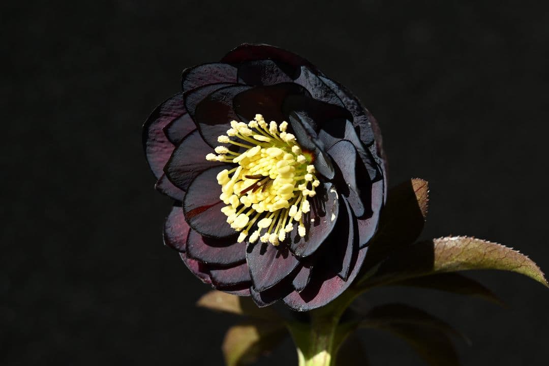 クリスマスローズ　最新花！多弁系ディープワイン　加藤農園