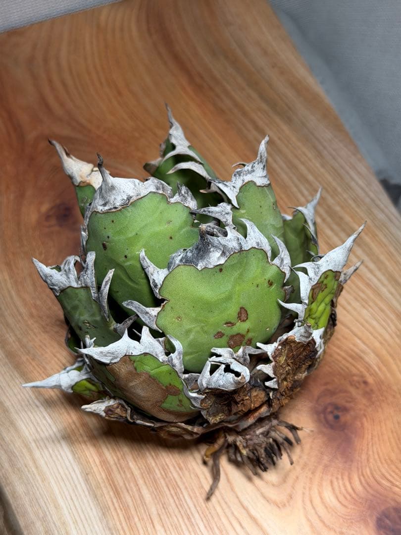 アガベ 赤猫 Red catweezle 大株 超良型 極上