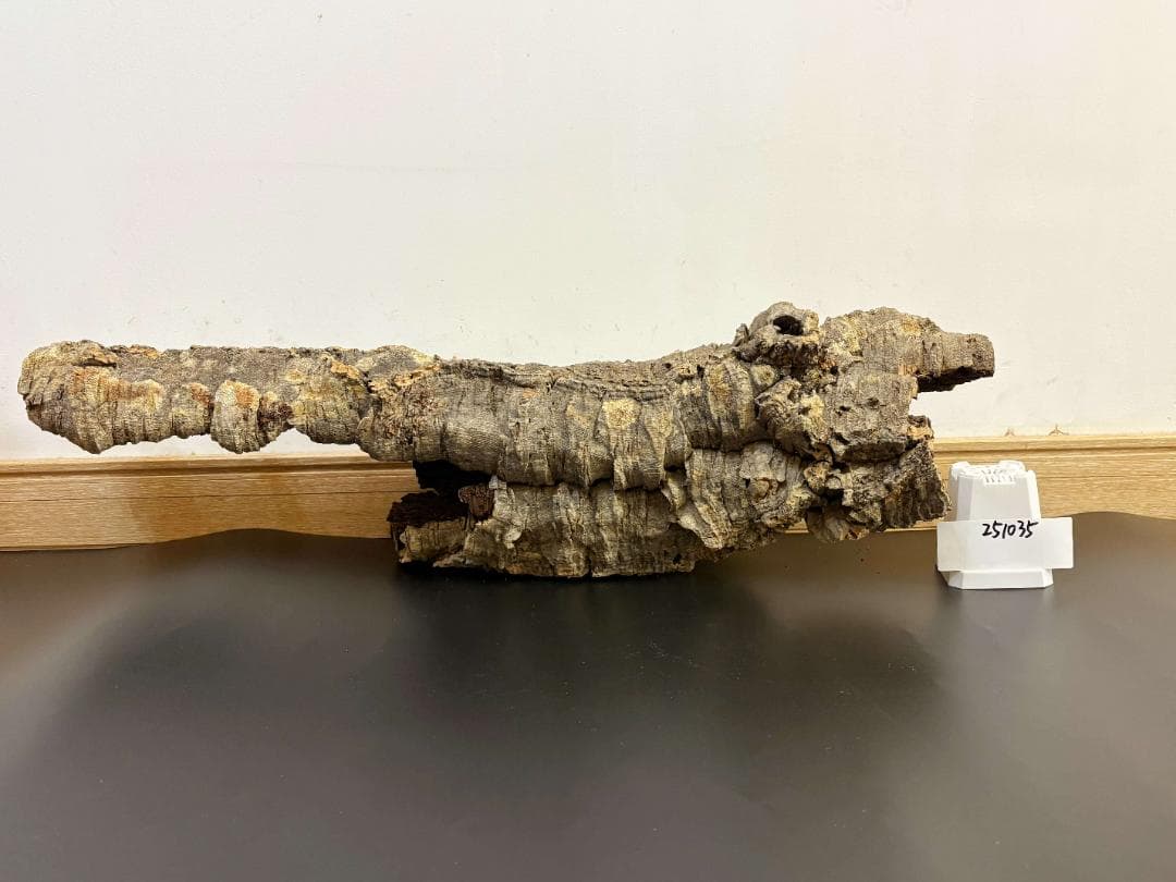 251035 ポルトガル産 キャノンコルク コルク樹皮 コルク板　バージンコルク