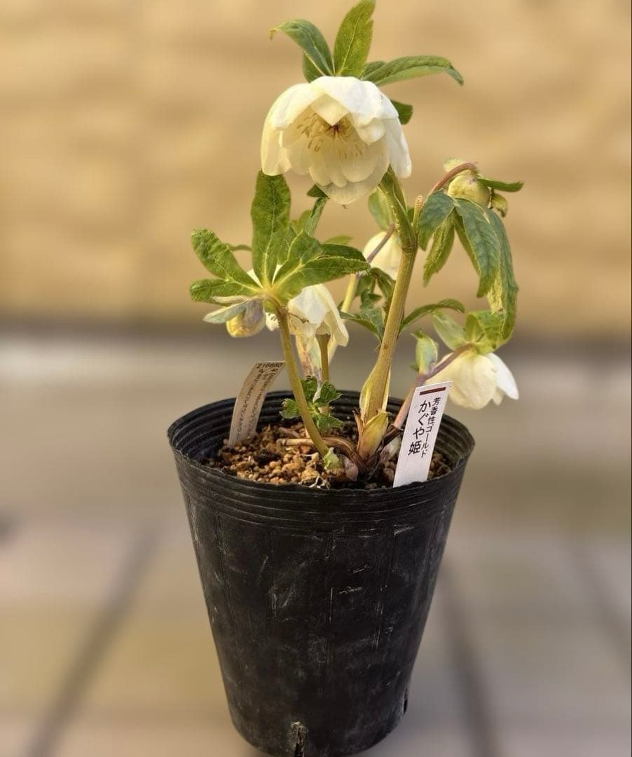 バ*カ様 加藤農園　認定かぐや姫　芳香性ホワイトゴールド開花株　匿名発送　現品