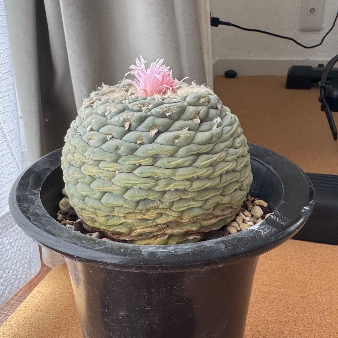 大型株 銀冠玉 Lophophora fricii