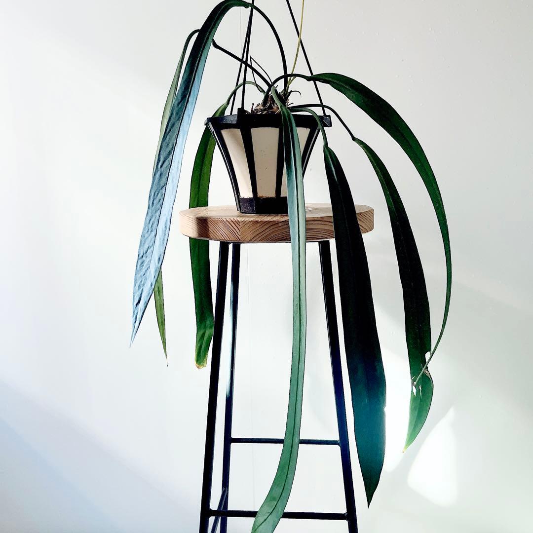 《希少》アンスリウム ビッタリフォリウム ハンギング 観葉植物 calmcafe