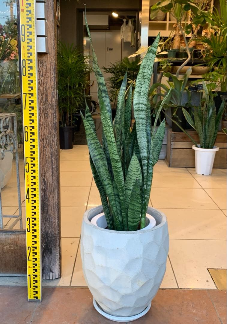 サンスベリア ゼラニカ ファイバー鉢 お皿付