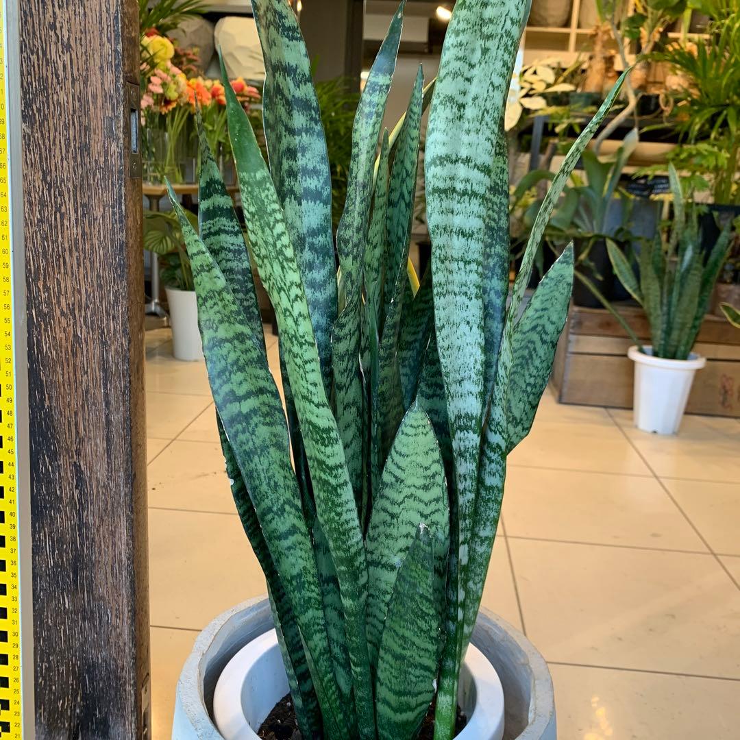 サンスベリア ゼラニカ ファイバー鉢 お皿付