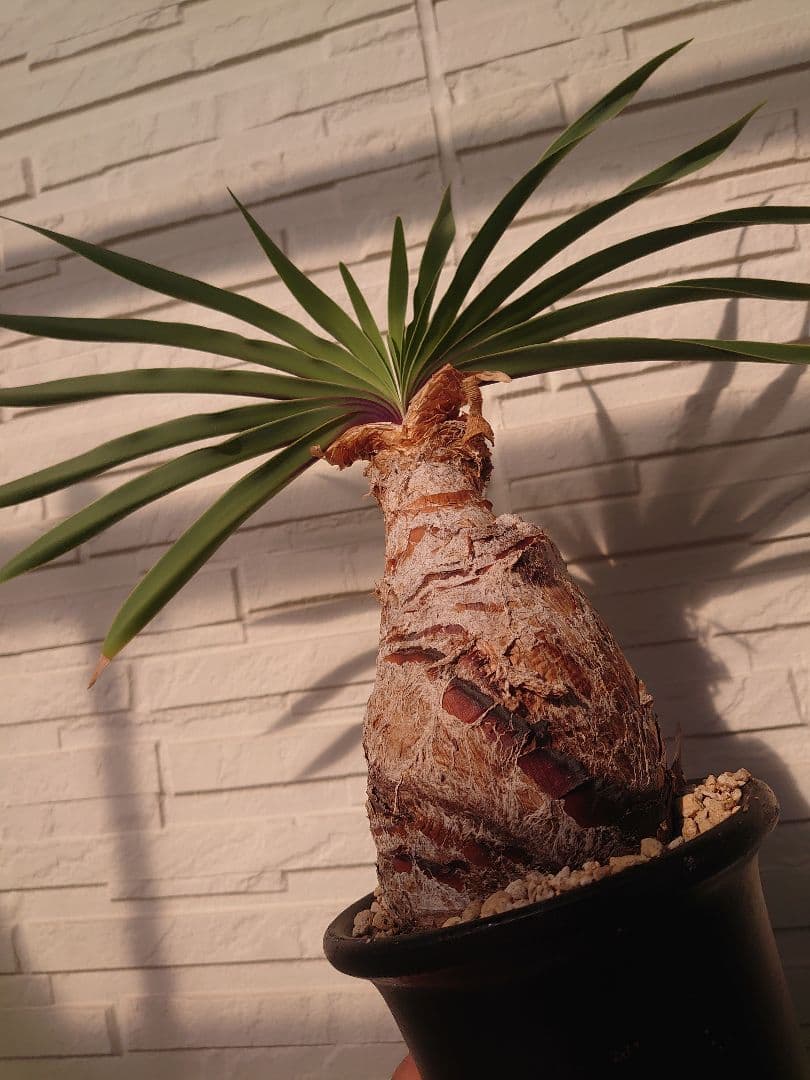 ブーファン ディスティチャ