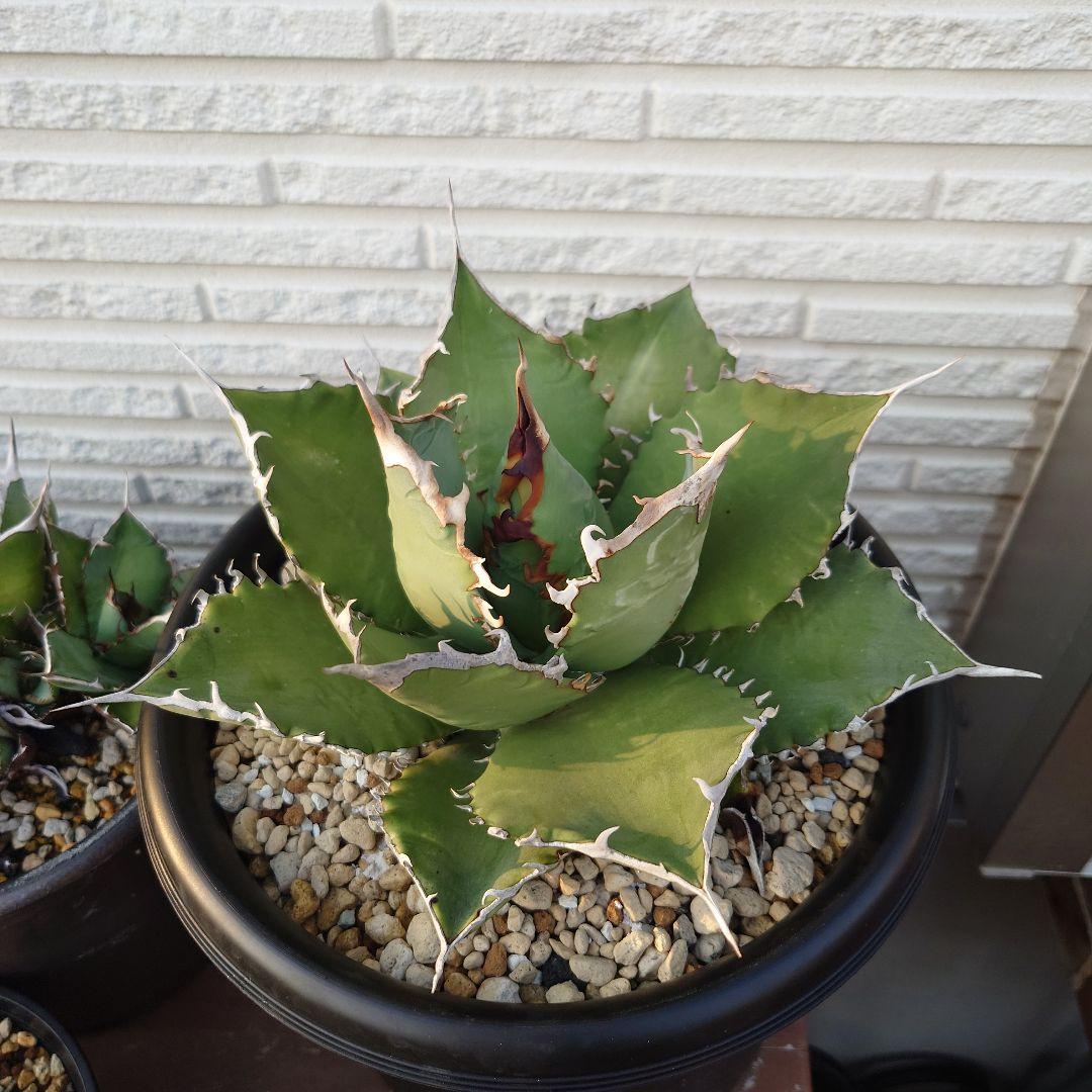 オテロイ実生　大株　直径22cm　アガベ