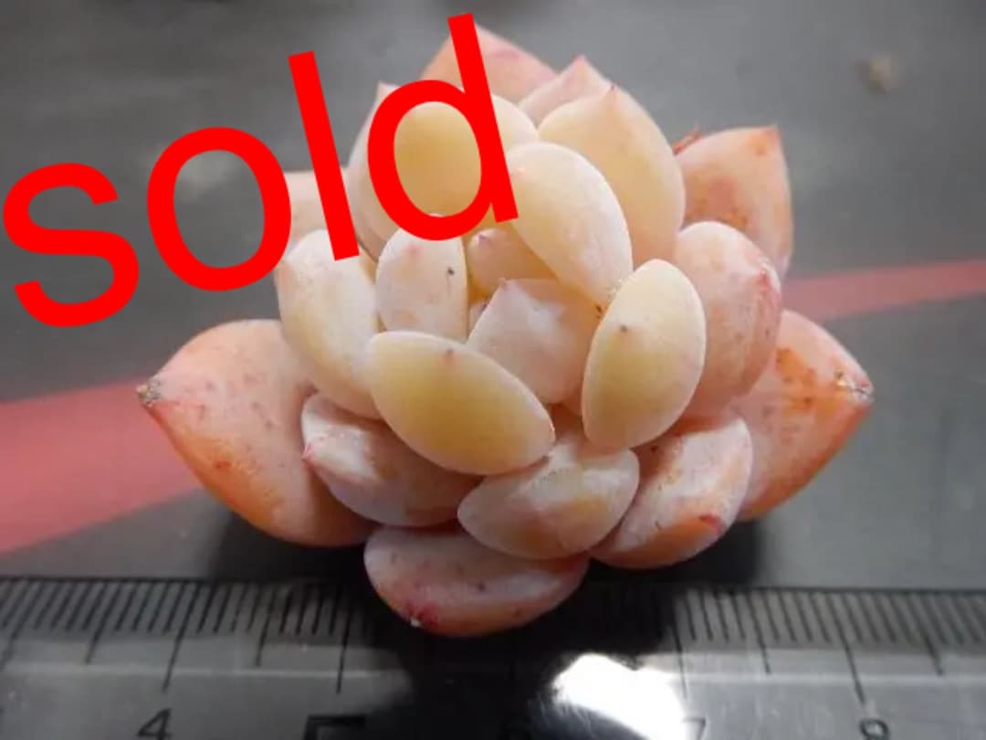 丸葉ホワイトチェリー 多肉植物