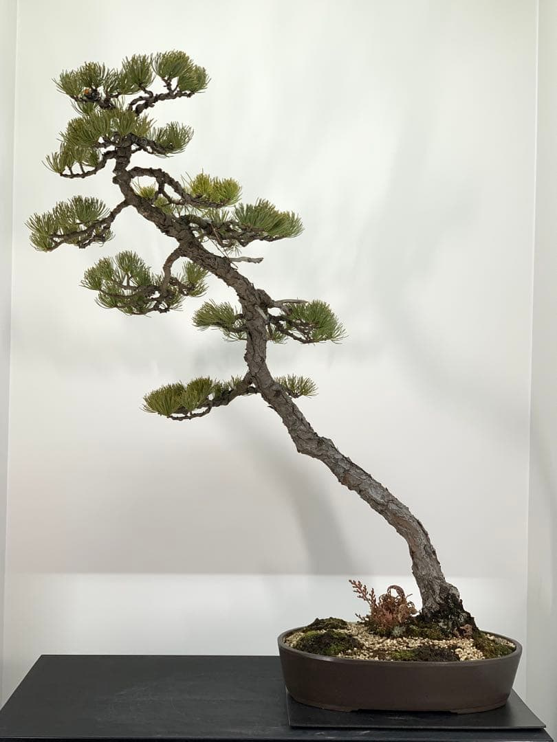 即展示可能　文人那須五葉松　古木（検索/真柏　黒松　赤松　捻転　懸崖　盆栽）