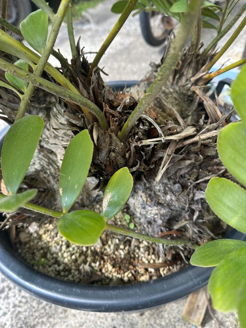 【貴重】Zamia pumila ザミアプミラ メキシコソテツ