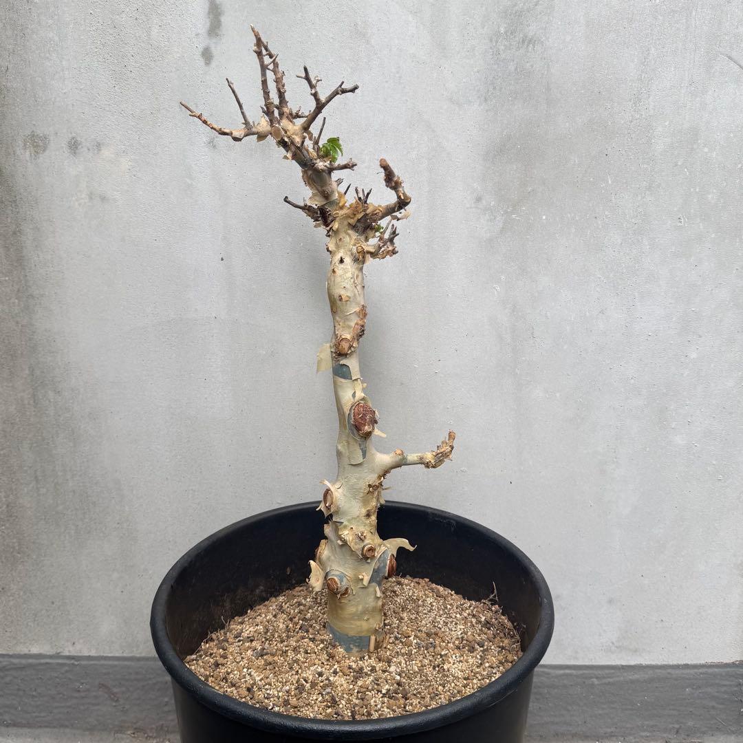 コミフォラ カタフ ターカネンシス 灌木 観葉植物