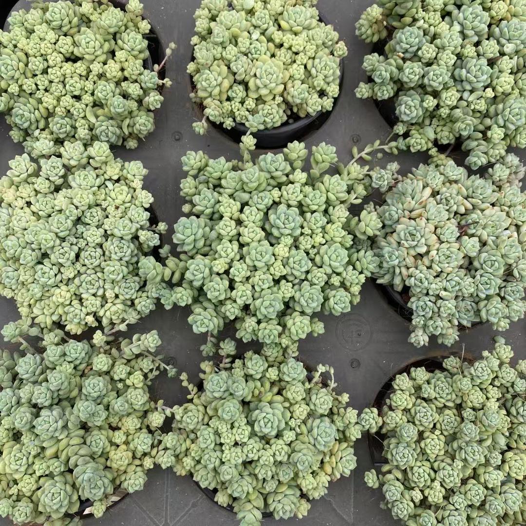 k*o様 キャラメルスプライト M740×18苗 抜き苗 多肉植物 エケベリア