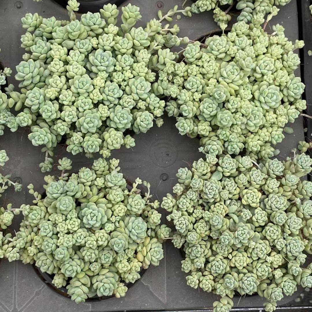 k*o様 キャラメルスプライト M740×18苗 抜き苗 多肉植物 エケベリア