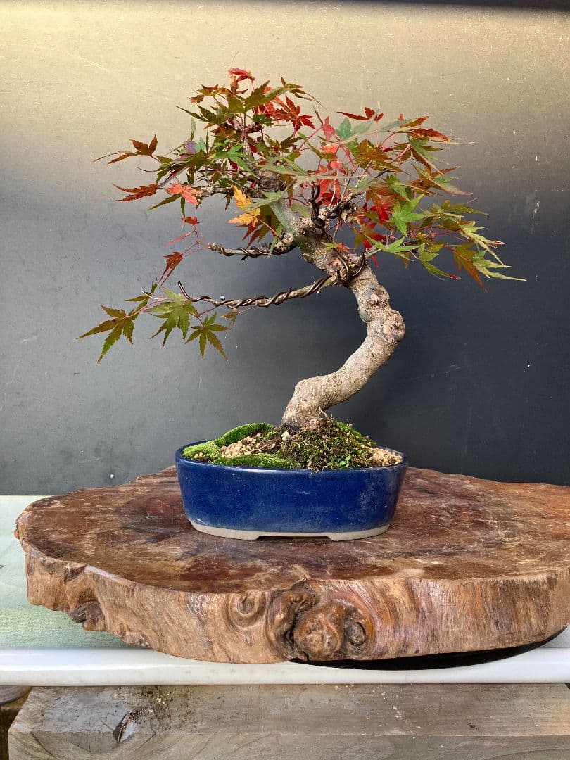 期間限定値下げ‼️山もみじ盆栽、赤く紅葉中、幹太い！