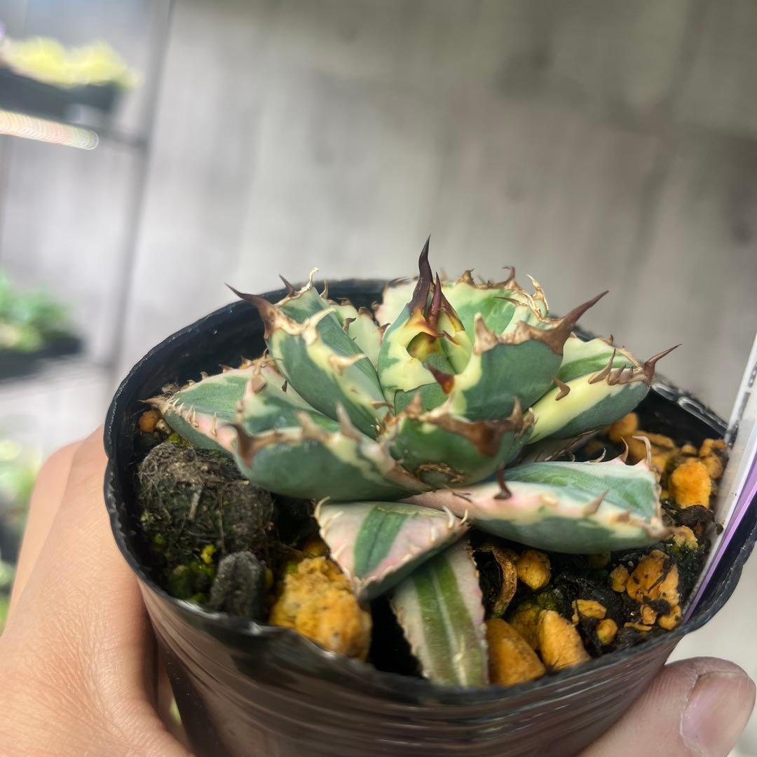 アガベ 姫厳竜白覆輪斑入り抜き苗発送