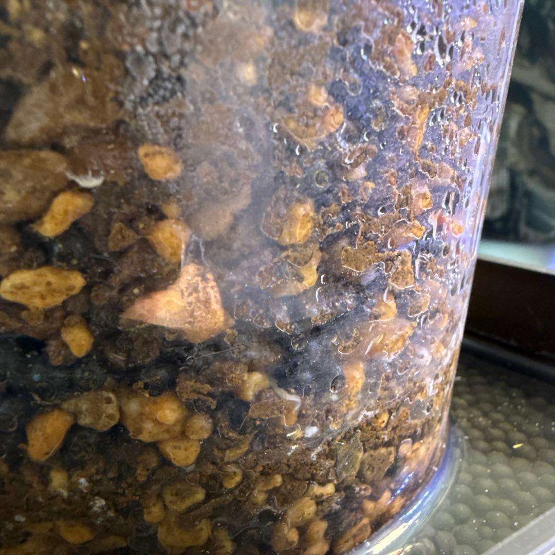 オペルクリカリアパキプス　発根済み　コレクション株