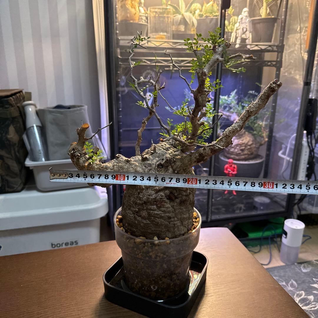 オペルクリカリアパキプス　発根済み　コレクション株