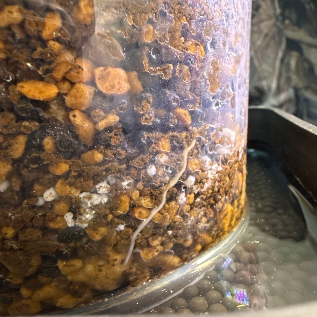 オペルクリカリアパキプス　発根済み　コレクション株