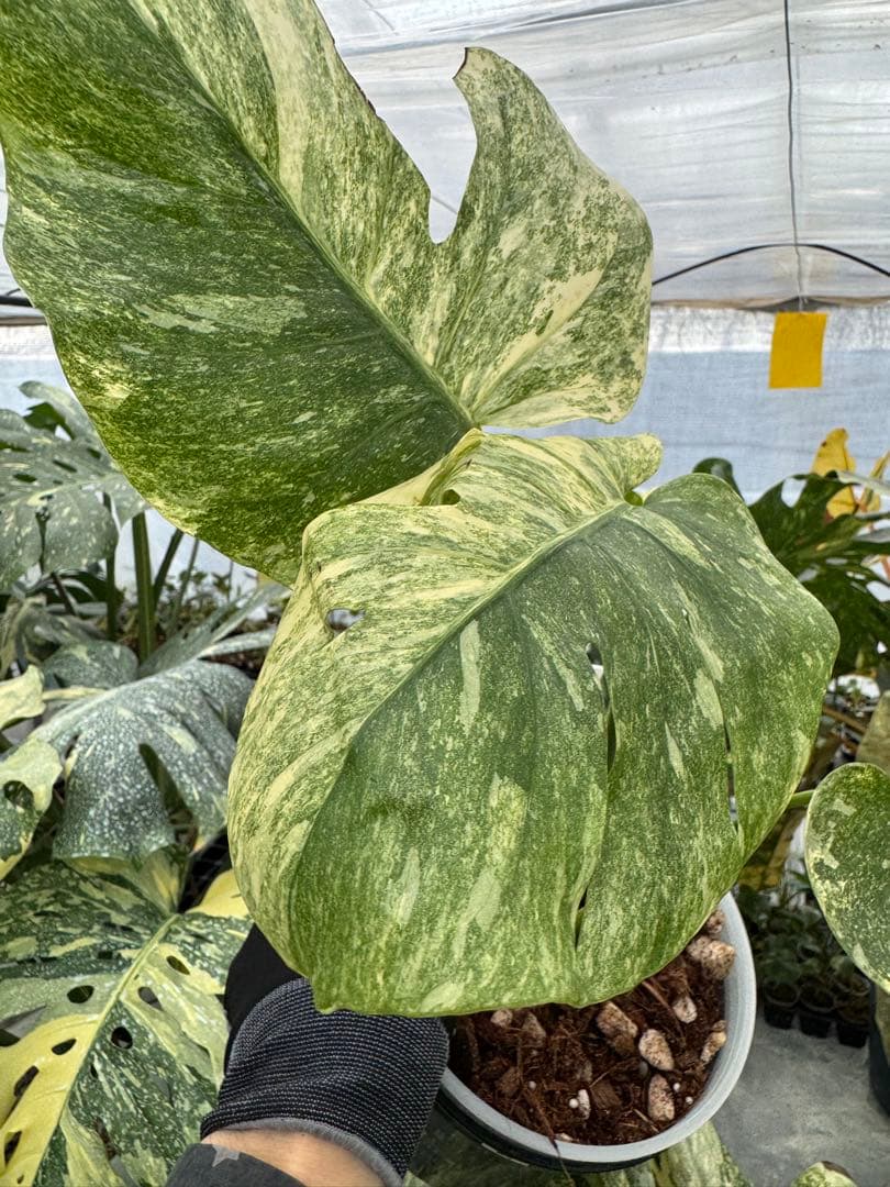 L1 モンステラ　レガシー　送料込み