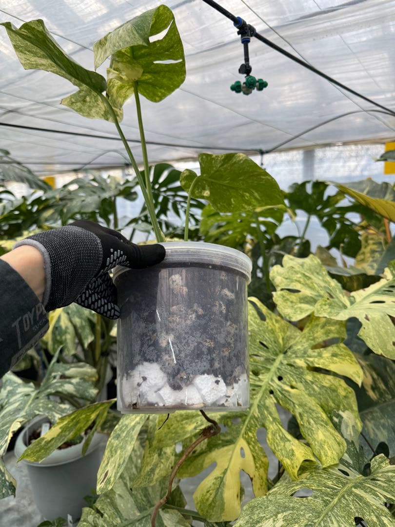 L1 モンステラ　レガシー　送料込み