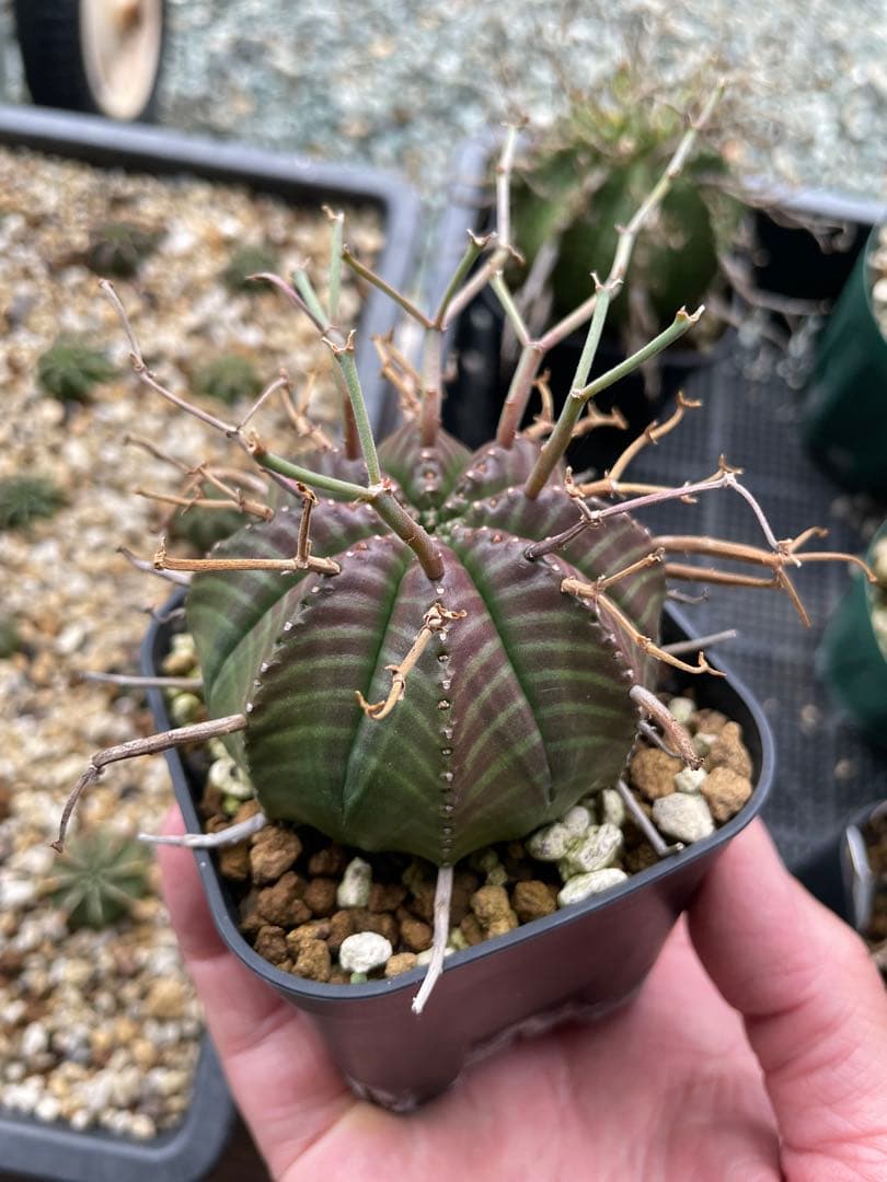 ウサコ　ブラックバリダ×スーパーバリダ　④