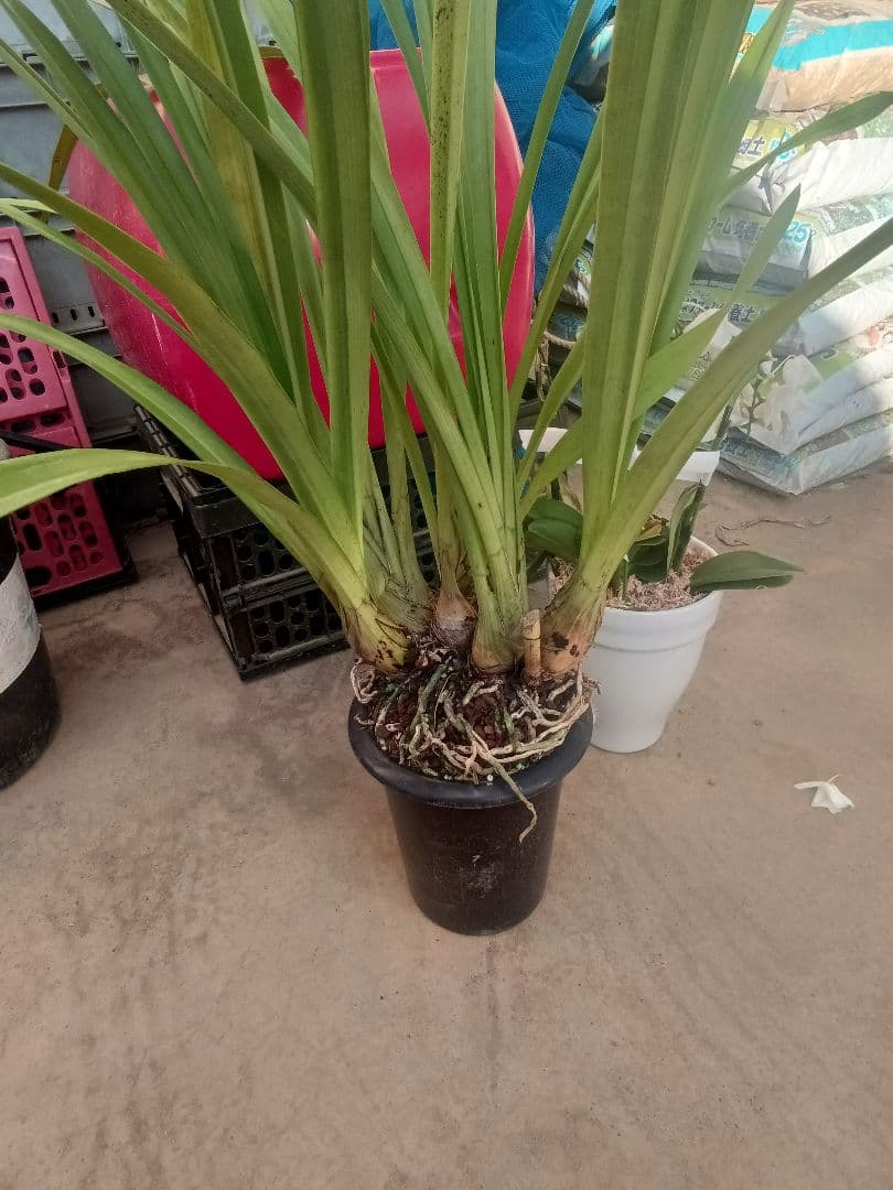 健康的なラン科植物 大鉢