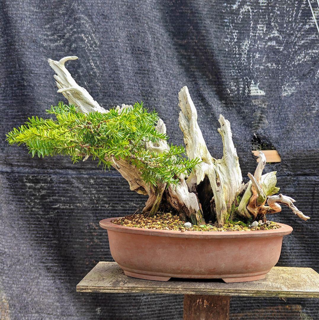 山木 一位盆栽(特別価格)