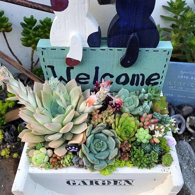 ★多肉植物　寄せ植え〜ねこちゃんの手作り水栓プランター〜★