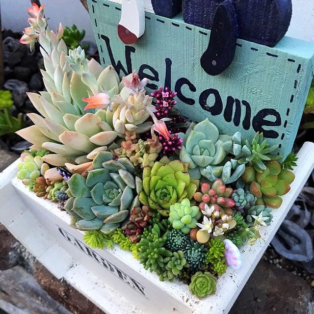 ★多肉植物　寄せ植え〜ねこちゃんの手作り水栓プランター〜★