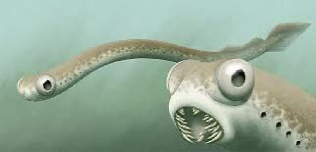 独特な形状の淡水魚