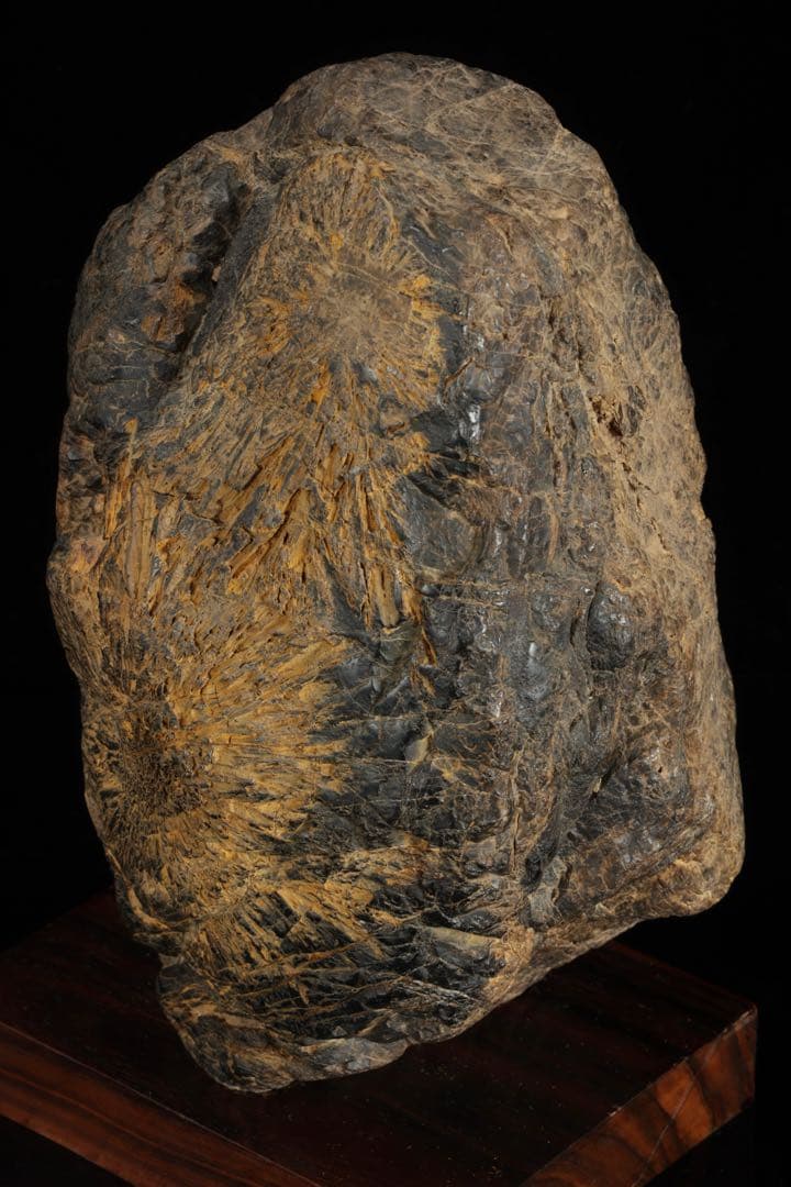 根尾川 菊花石 六華　台座 共箱付 6kg 鑑賞石 原石 自然石 美石 飾石