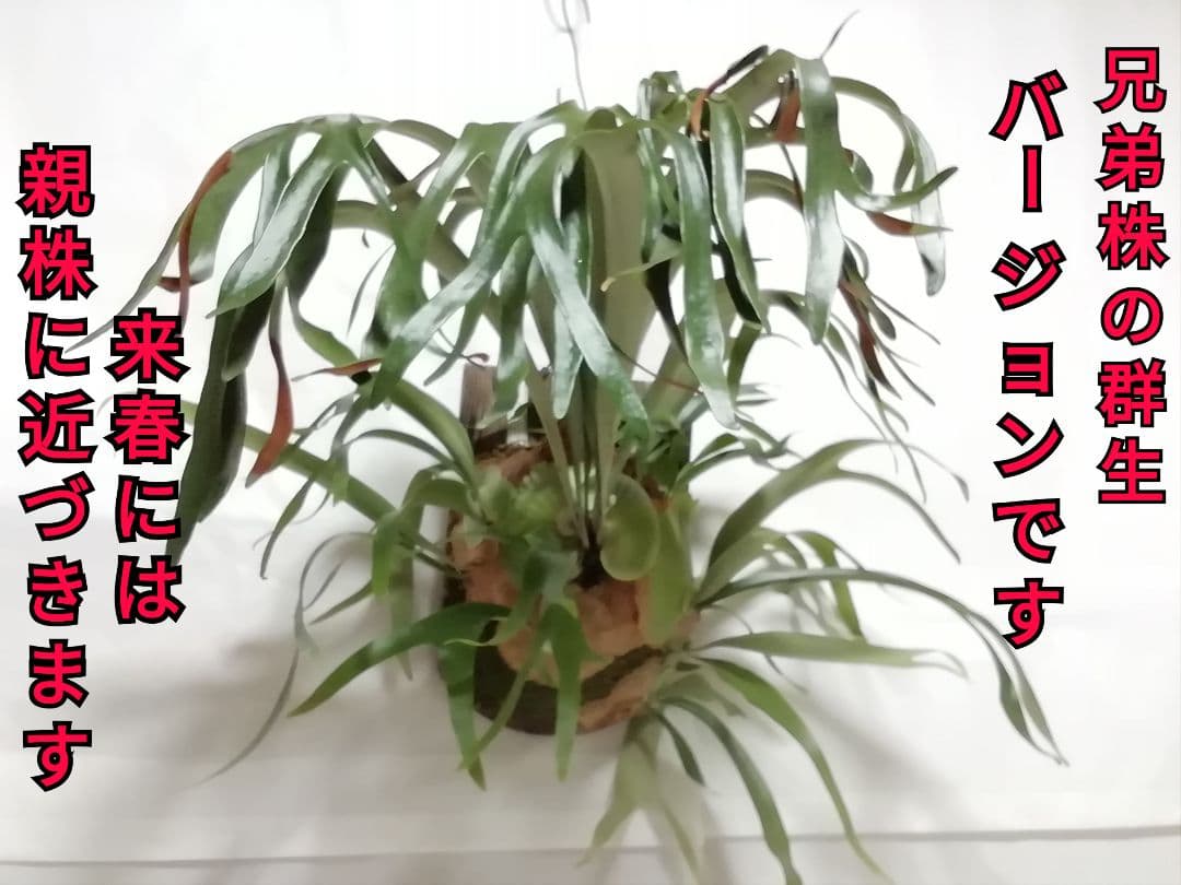 P.Willinckii cv Mutant 　ウイリンキー選抜　変異個体希少株
