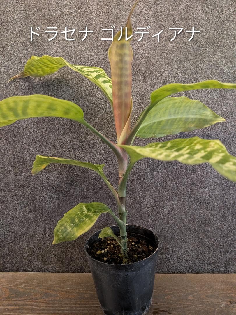 ドラセナ ゴルディアナ