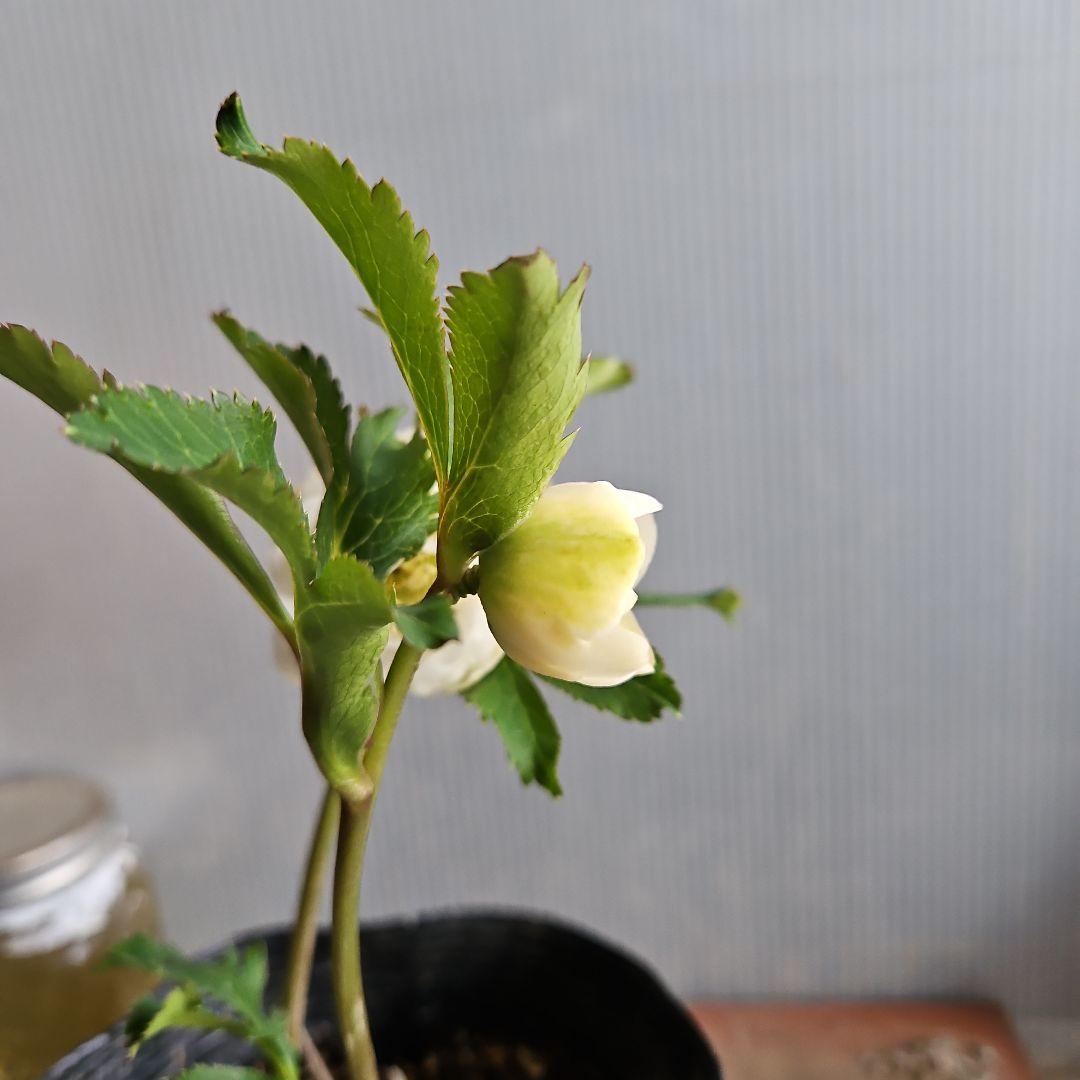 ㉖-428クリスマスローズ