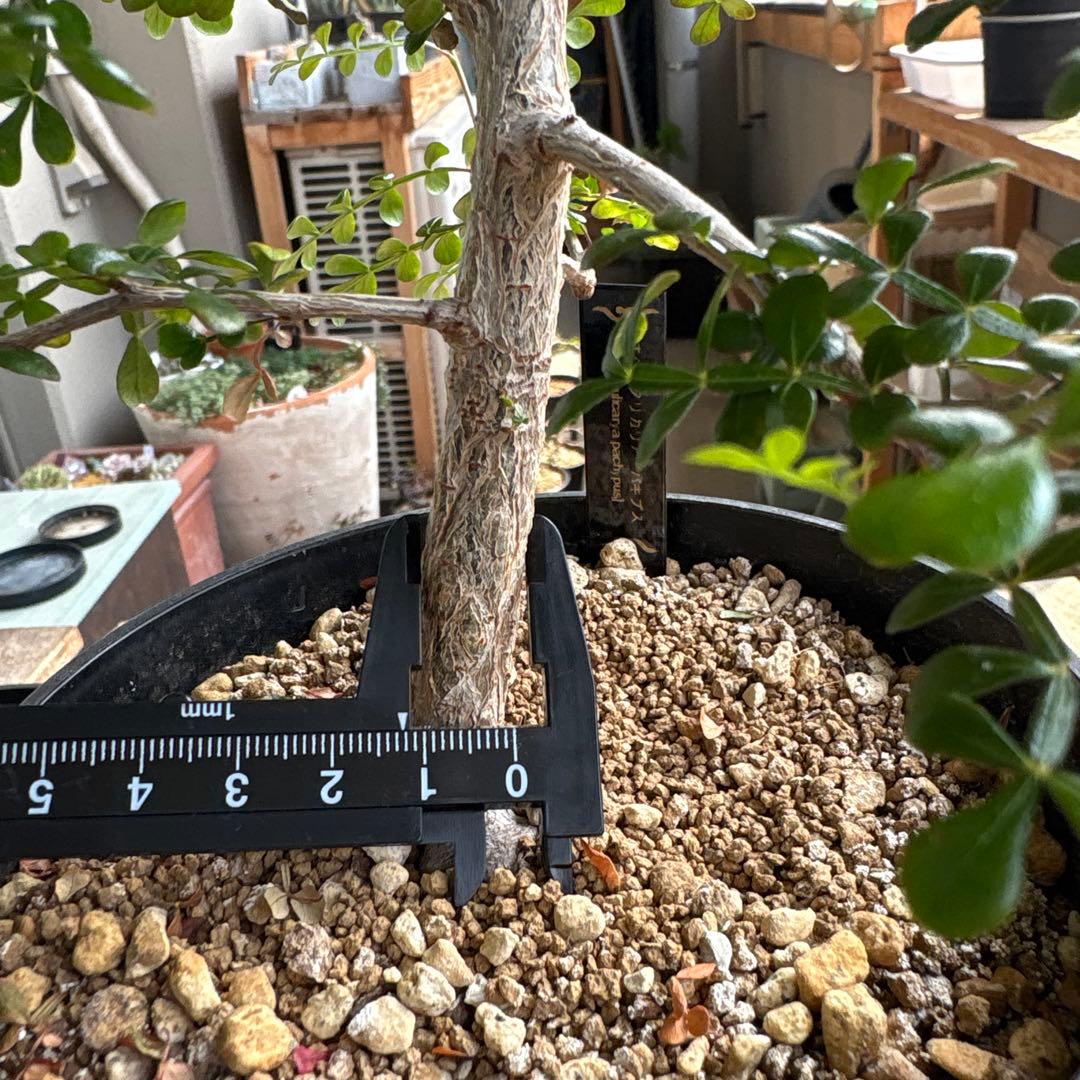 オペルクリカリアパキプス　【実生3年目】管理No.3