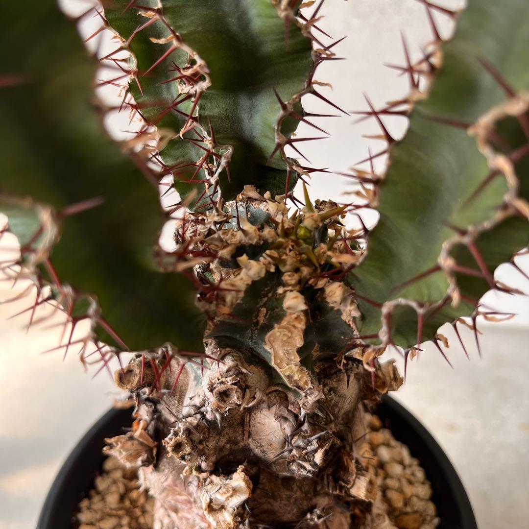 ユーフォルビアムランジーナ　現地球　Euphorbia mlanjeana ②