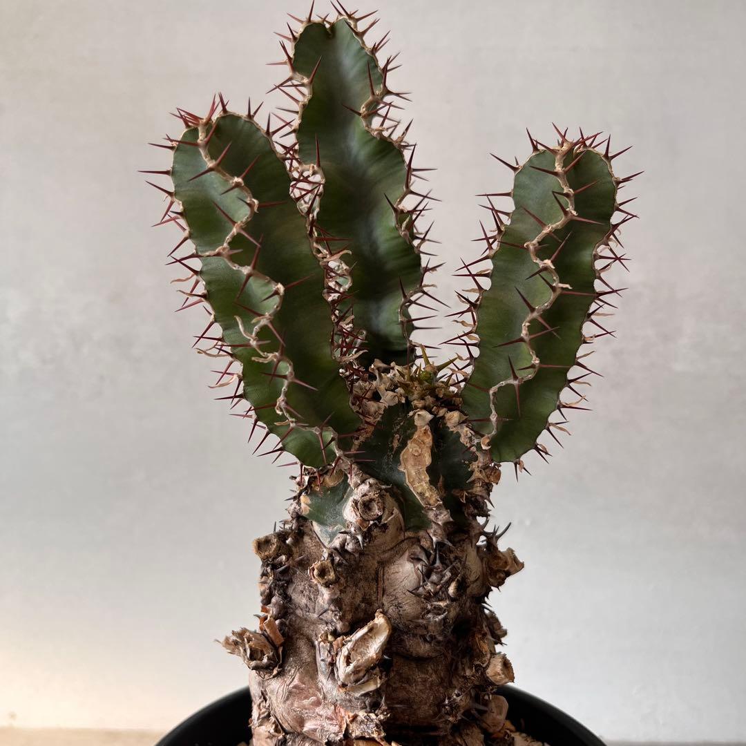 ユーフォルビアムランジーナ　現地球　Euphorbia mlanjeana ②