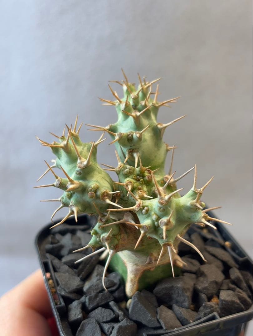 希少珍種 ユーフォルビア・ポンデローサ②Euphorbia ponderosa