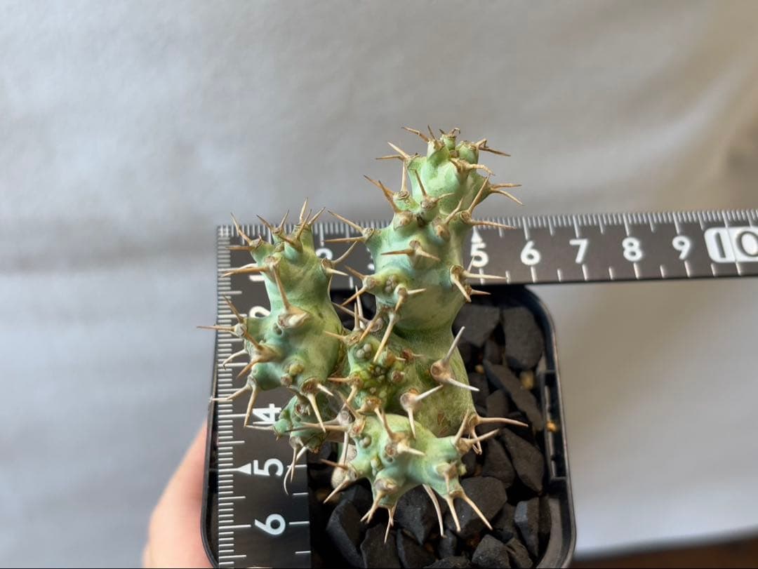 希少珍種 ユーフォルビア・ポンデローサ②Euphorbia ponderosa