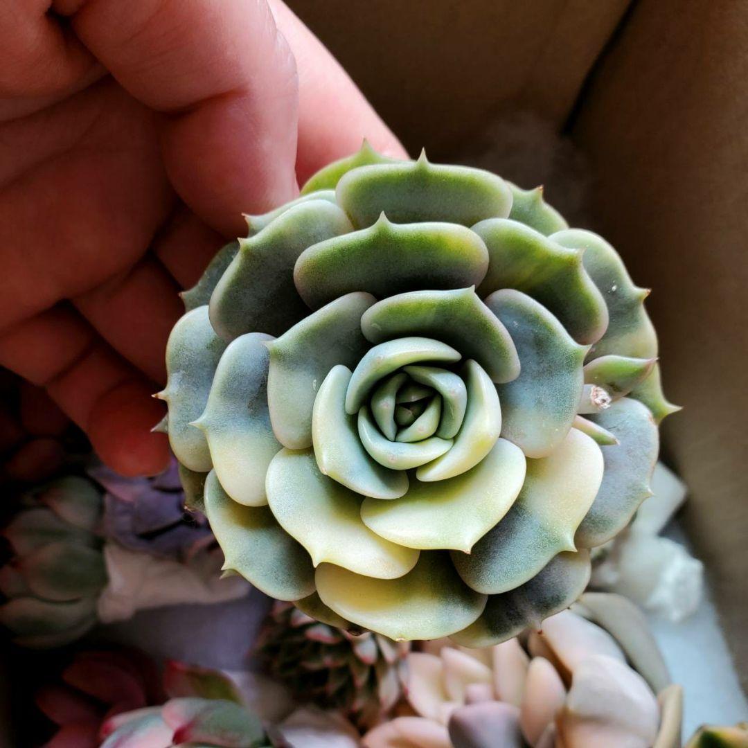 ローラ錦 ご確認用♪