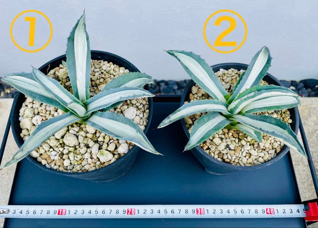 ☆ 葉幅広2株セット☆美株☆大株☆アガベ アメリカーナ華厳