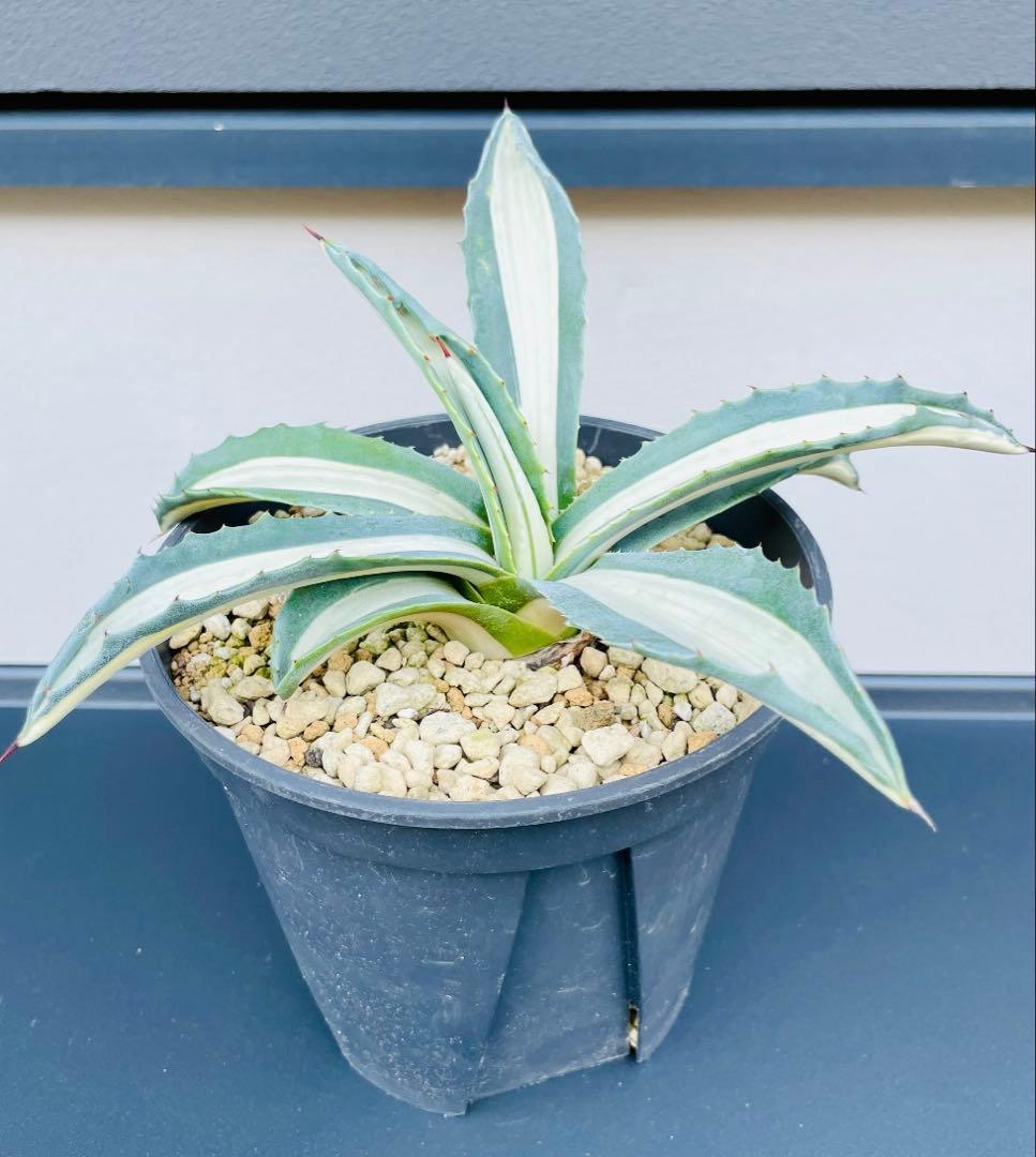 ☆ 葉幅広2株セット☆美株☆大株☆アガベ アメリカーナ華厳