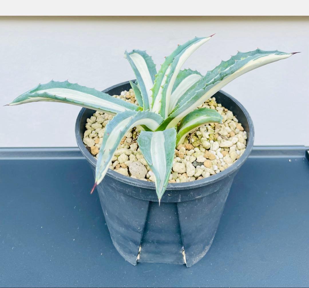 ☆ 葉幅広2株セット☆美株☆大株☆アガベ アメリカーナ華厳