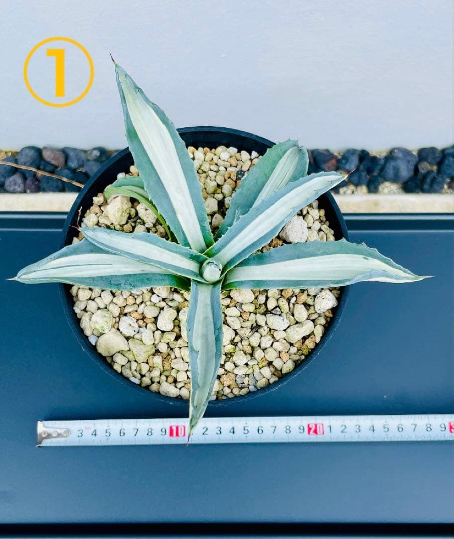 ☆ 葉幅広2株セット☆美株☆大株☆アガベ アメリカーナ華厳