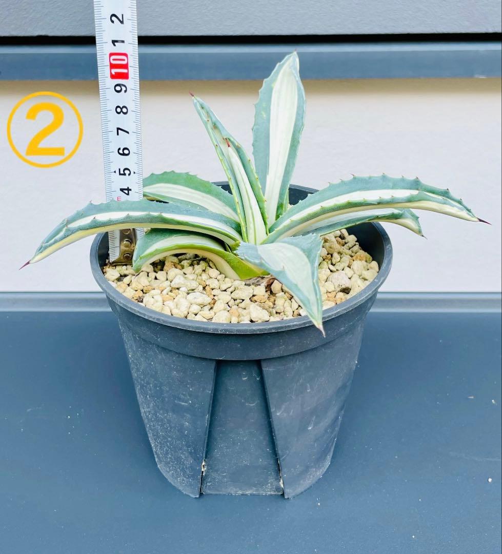 ☆ 葉幅広2株セット☆美株☆大株☆アガベ アメリカーナ華厳