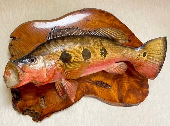 激レア　レッド ピーコック バス 剥製　55cm