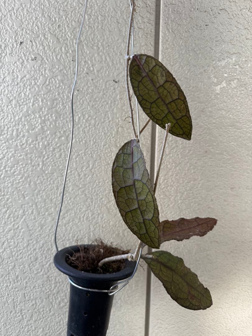 ホヤ ＊Hoya ＊clemensiorum クレメン
