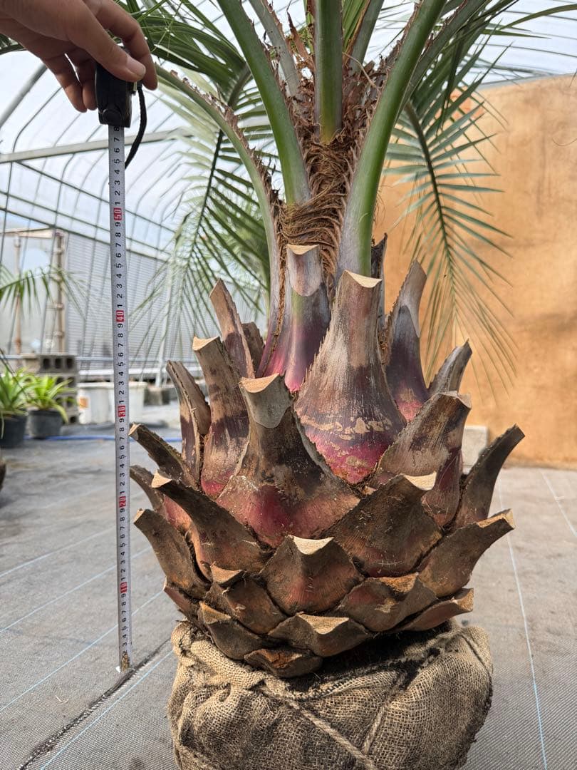 ココスヤシシルバーリーフ【極太美形】葉先170cm幹回り120cm 幹高50cm